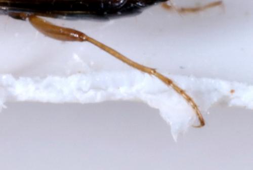 Philorhizus melanocephalus
